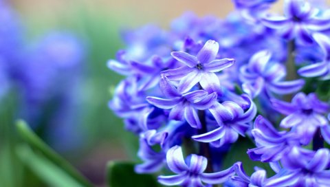 Цветы, синий, листья, лепестки