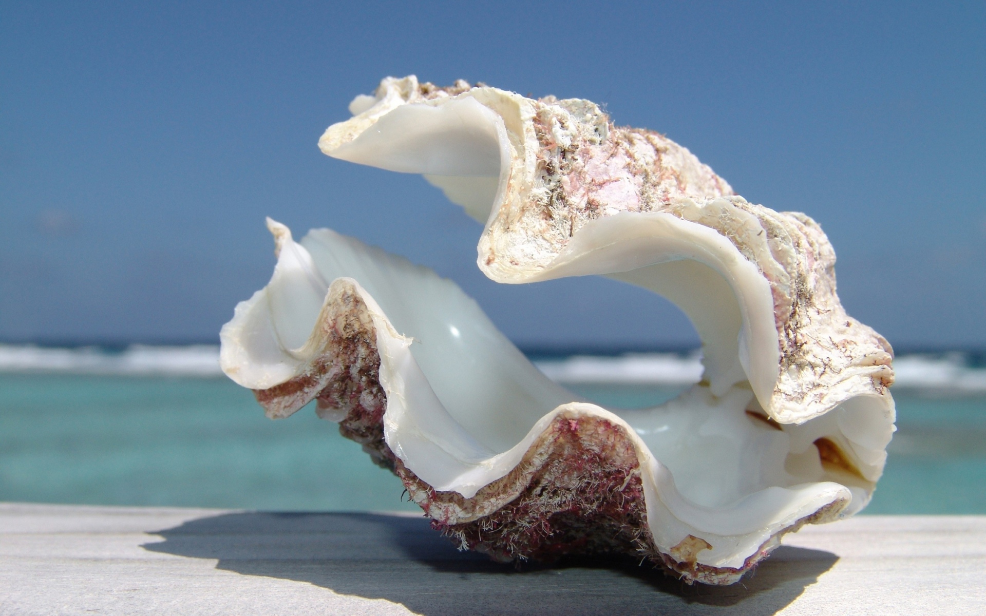 Картинки Раковина, море, пляж, небо фото и обои на рабочий стол