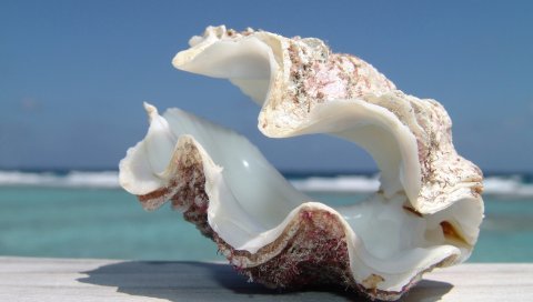 Раковина, море, пляж, небо
