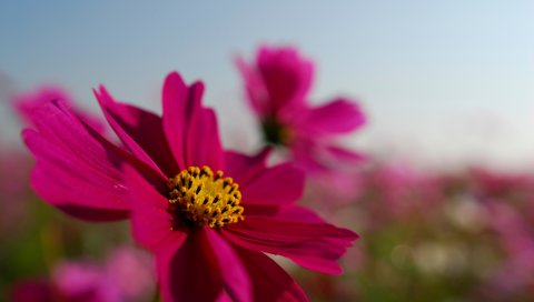 Яркие, лепестки, розовые, небо, цветок, поле