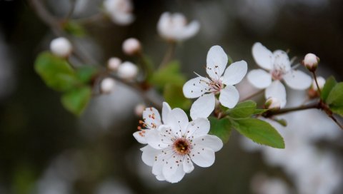 Цветы, цветущие, весна, листья