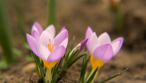 Подснежники, цветы, грязь, лепестки, листья