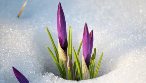 Подснежники, снег, весна, цветы, стебли