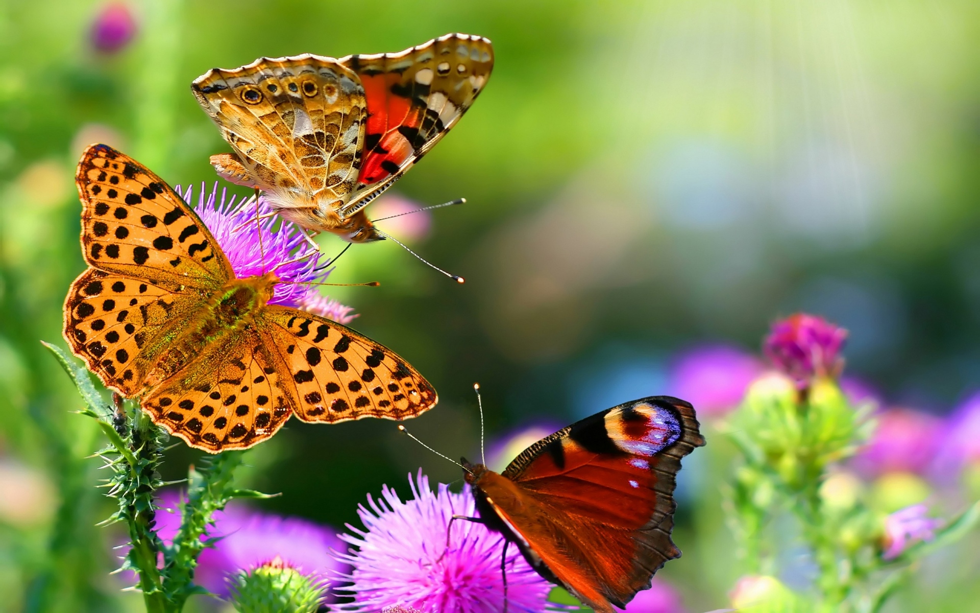 Картинки Бабочки, полет, разноцветные, красочные фото и обои на рабочий стол