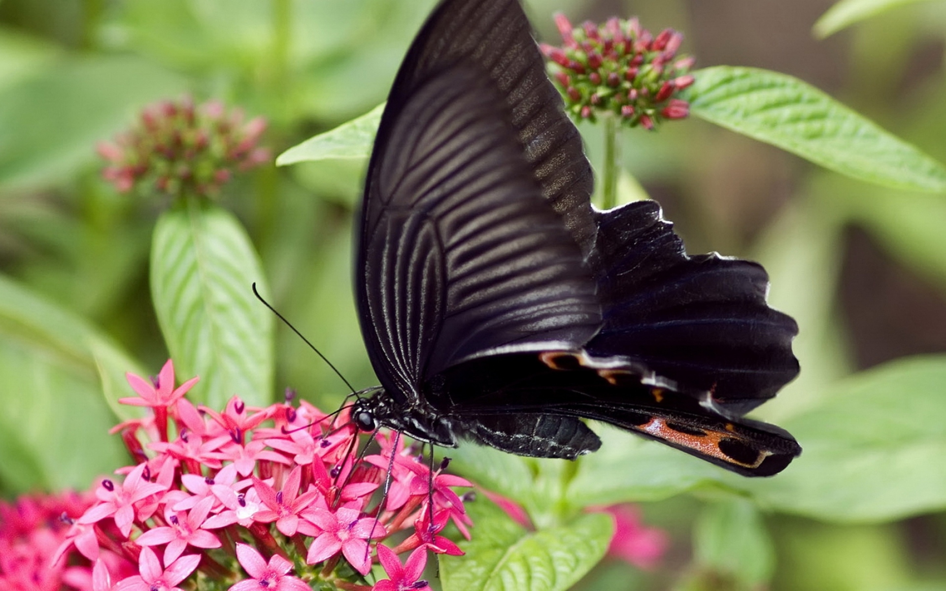 Черные бабочки 1. Черный Кардинал бабочка. Бабочка Баттерфляй Блэк. Олимпиус Инферно бабочка. Темная бабочка.
