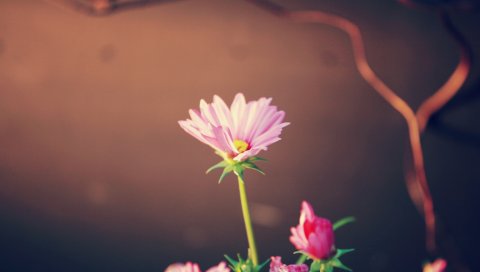 Цветы, листья, мягкость, свет, блики, лента
