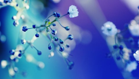 Цветок, веточка, блики, свет, яркие