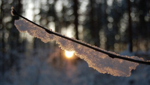 Ветка, снег, свет, блики, лес