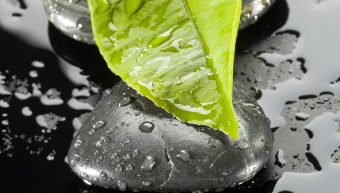 Листья, камни, мокрые, капли