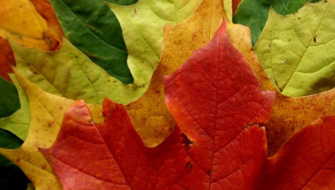 Листья, клен, форма, красочный, осень