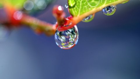 Ветка, роса, капли, форма, свет