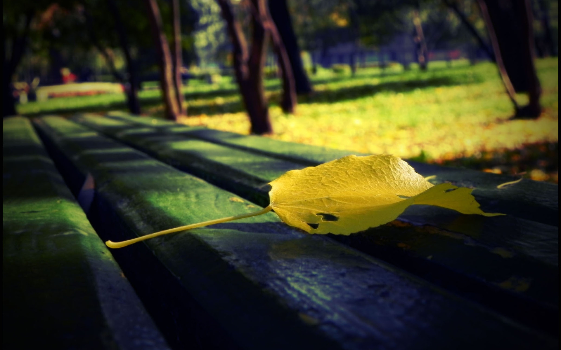 осенний сад промокшая скамейка и листья подметает
