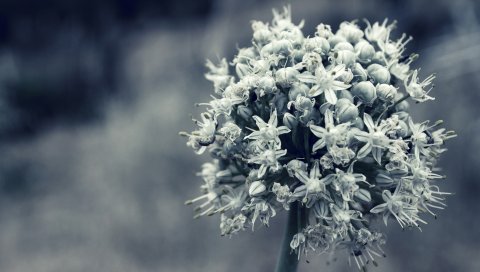 Цветок, белый, цветение, растение, черный белый
