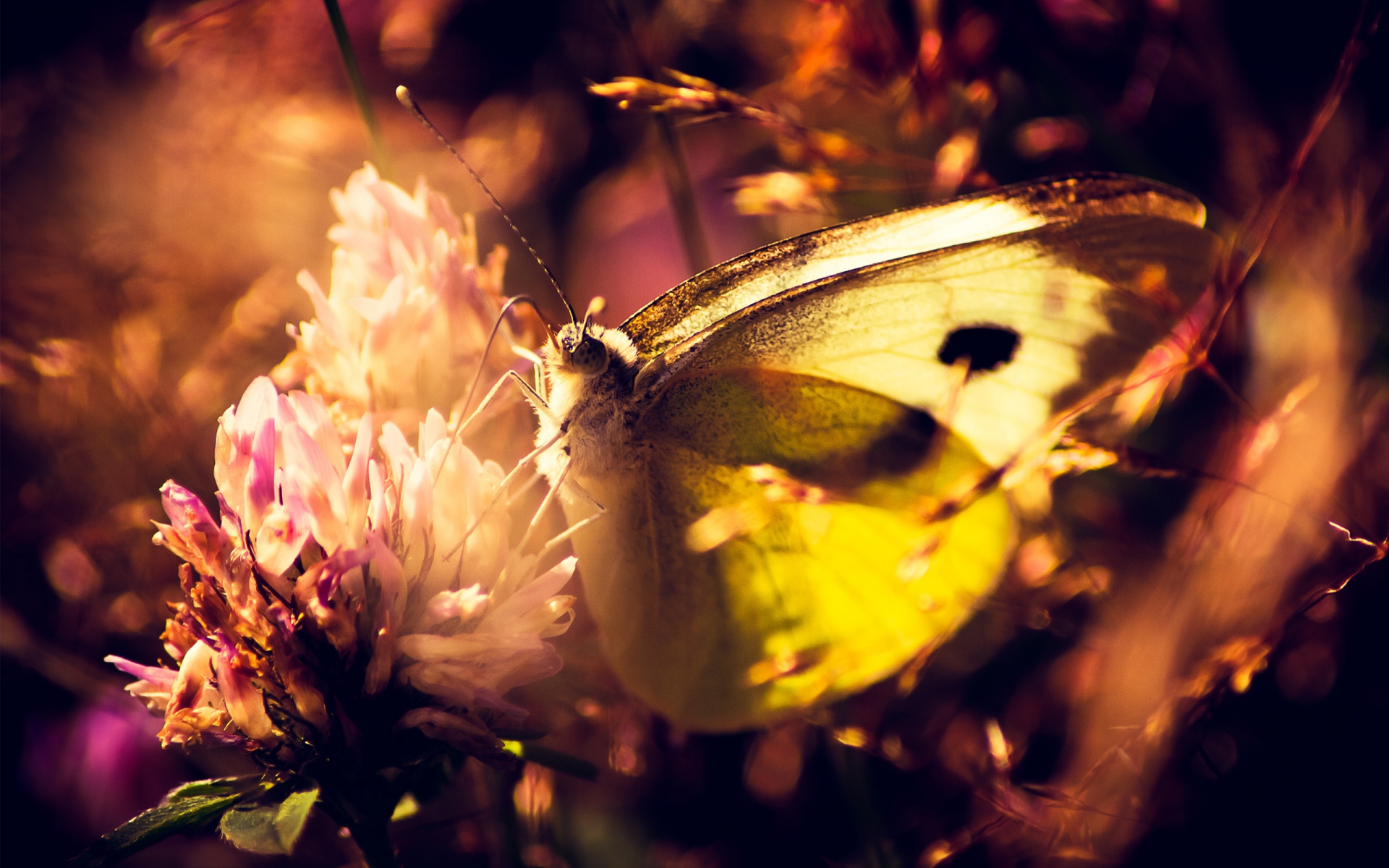 Картинки Бабочка, цветок, тень, трава, свет фото и обои на рабочий стол