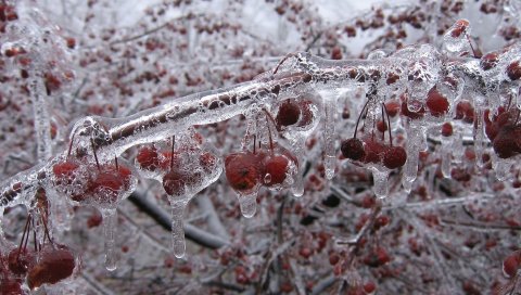 Ягода, ветка, лед, замороженные