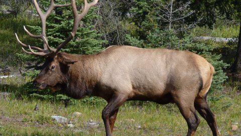Wapiti, олень, большой, трава, лес