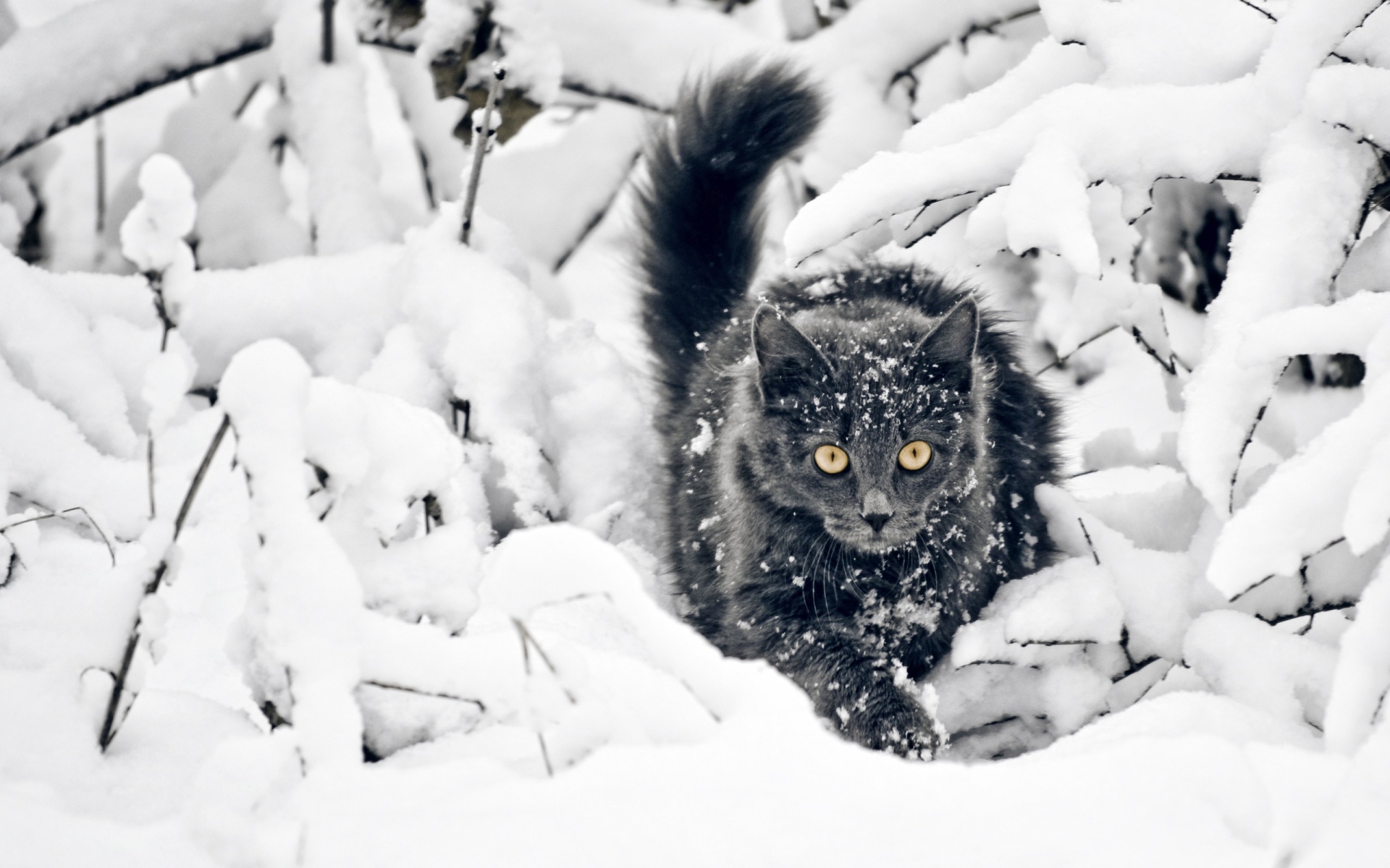 Картинки Кошка, пушистая, ветви, снег, охота фото и обои на рабочий стол