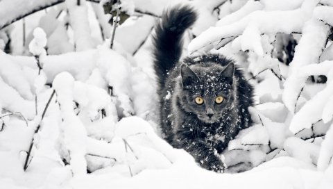 Кошка, пушистая, ветви, снег, охота