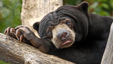 Melursus ursinus, сон, морда, усталый