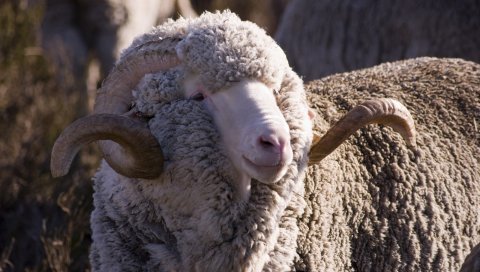Меринос, овец, крупного рогатого скота, шерсти