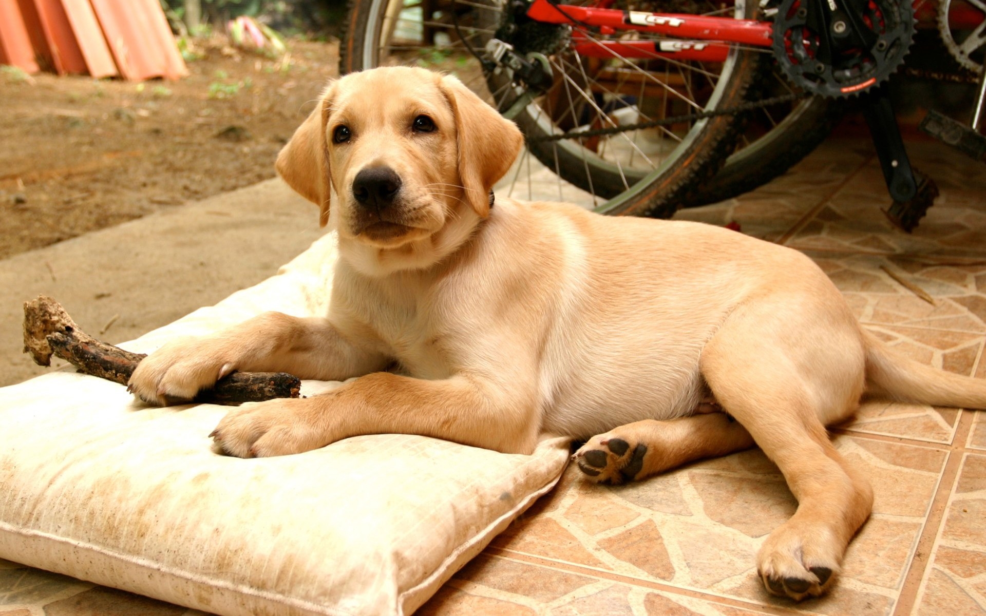 Картинки Лабрадор, ретривер, щенок, собака, лежа, очаровательная фото и обои на рабочий стол