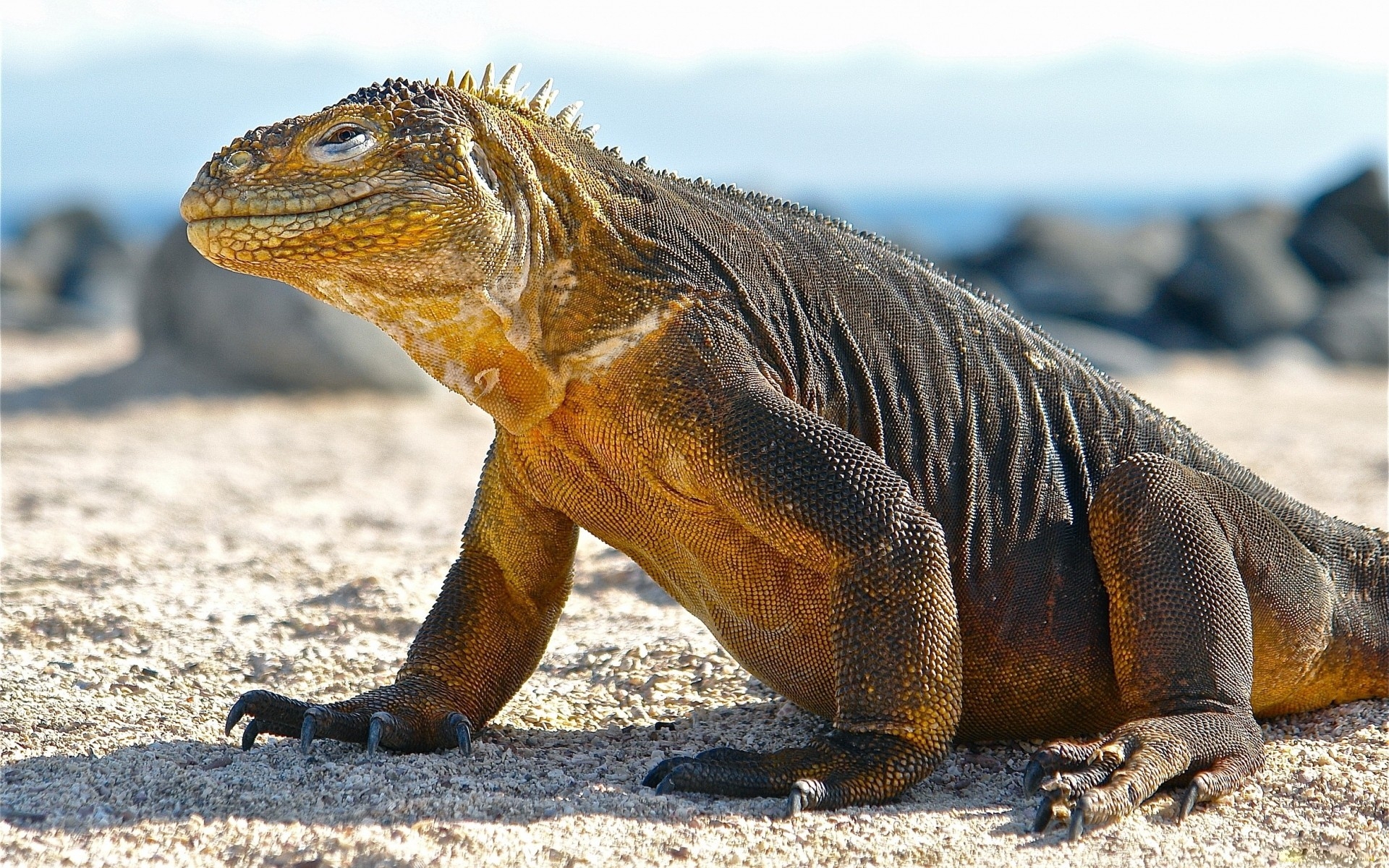 Картинки Conolophus, галапагосские острова, весы, огромные фото и обои на рабочий стол