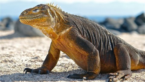 Conolophus, галапагосские острова, весы, огромные