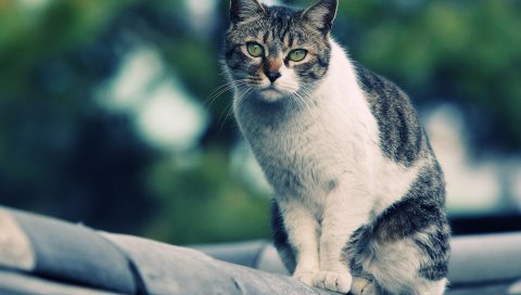 Кот, пятнистый, красивый, сидеть