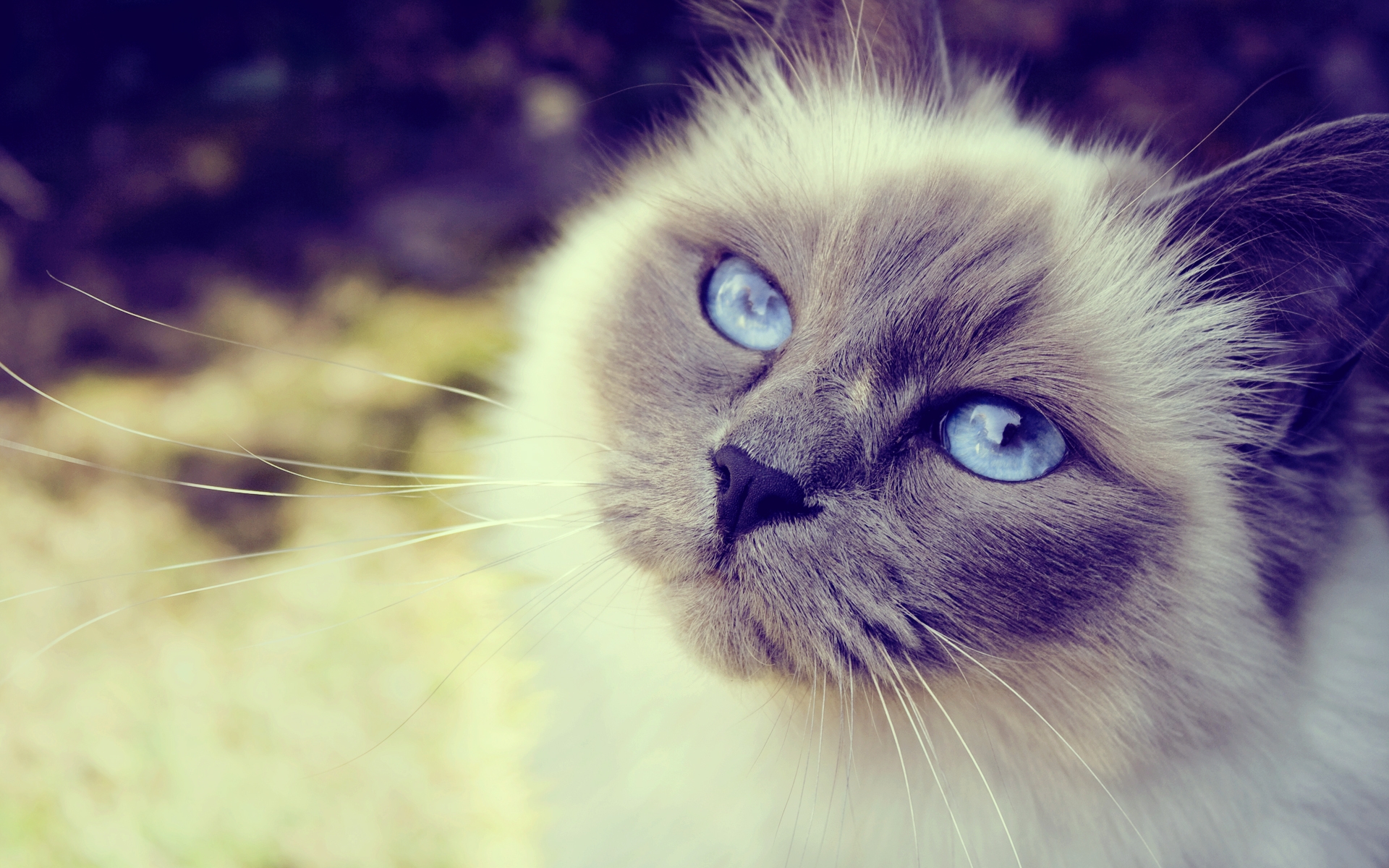 Котик с синими глазами