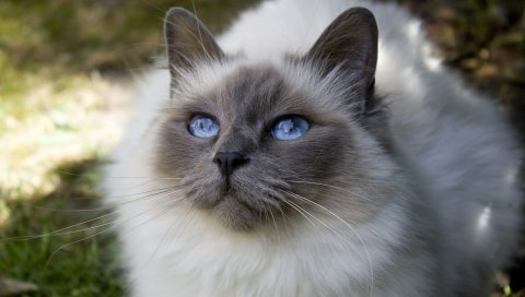 Кошка, лицо, голубоглазый, пушистый