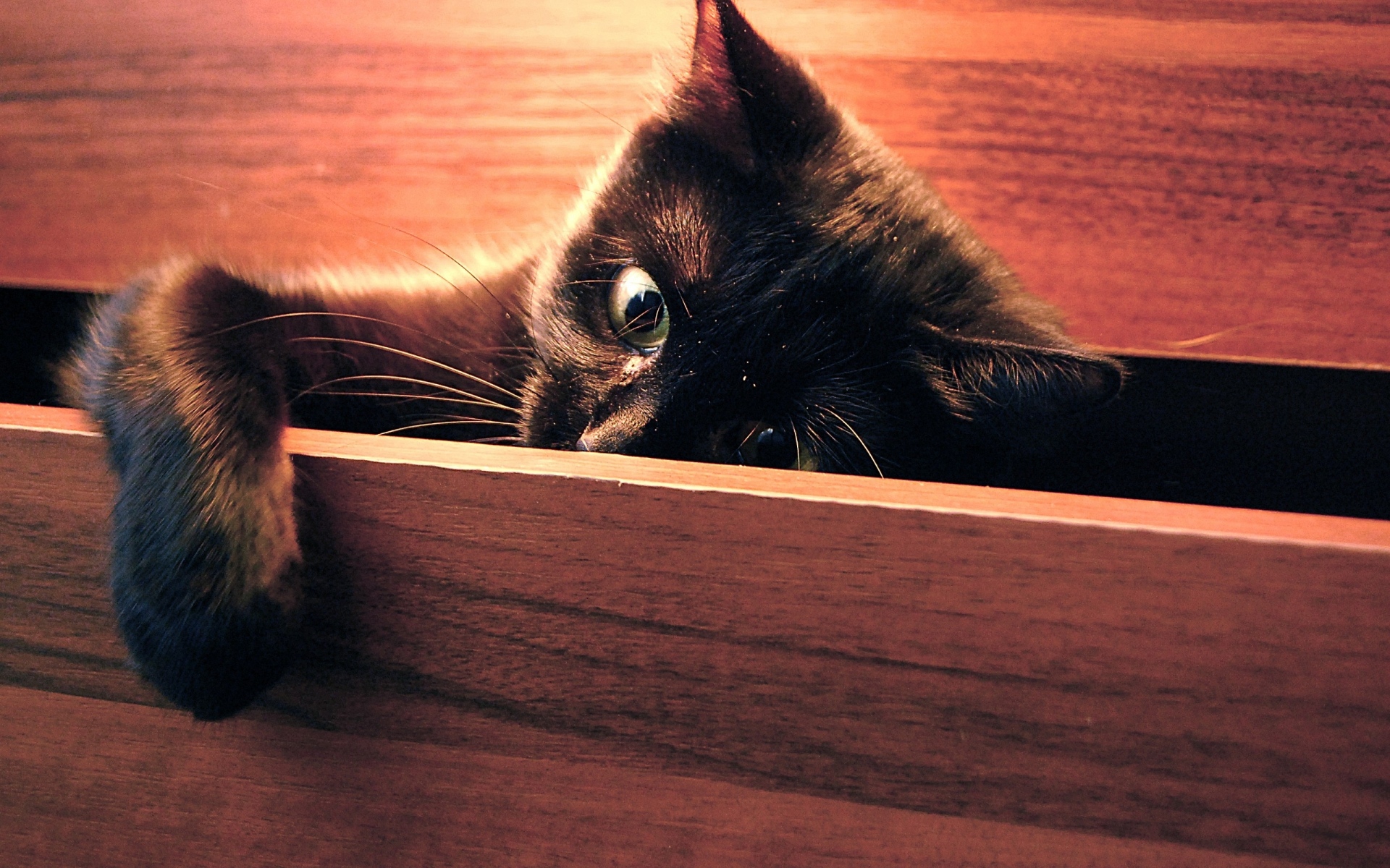 Картинки Кошка, лапа, игривая, черная, peek фото и обои на рабочий стол
