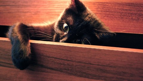 Кошка, лапа, игривая, черная, peek
