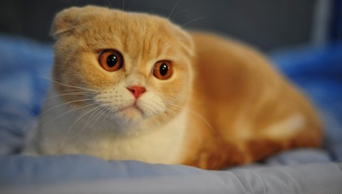 Кошка, лоскутная, шотландская, пятнистая, есть