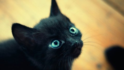 Котенок, черный, синий, морда