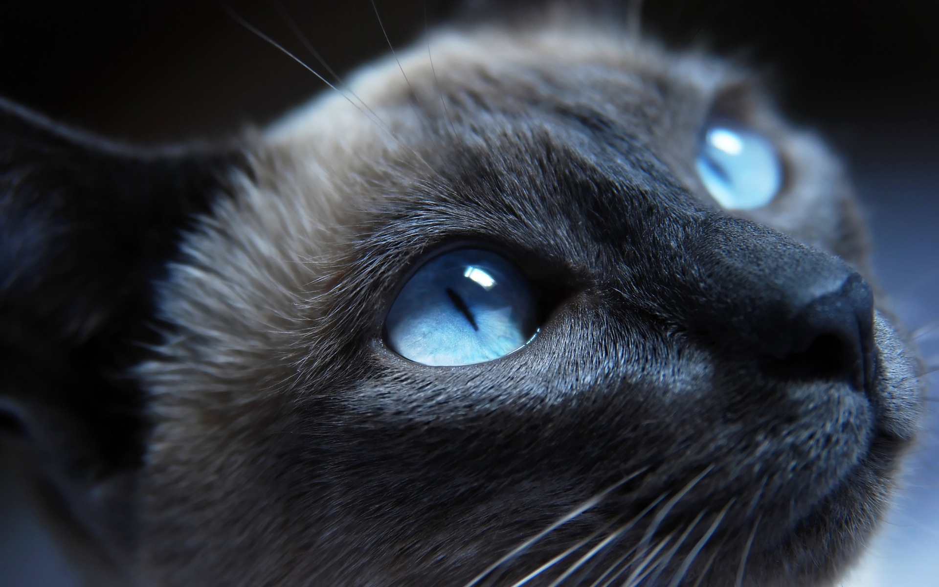Картинки Кошка, сиамская, голубые глаза, морда, красивая, крупный план фото и обои на рабочий стол