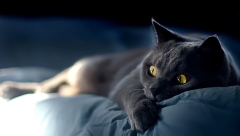 Кошка, британская, дым, ложь, страх, испуганный