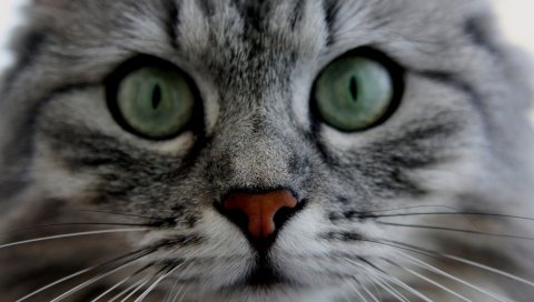 Кошка, лицо, глаза, серый, пушистый, милый