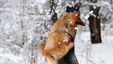 Немецкая овчарка, собака, снег, прыжок, игра