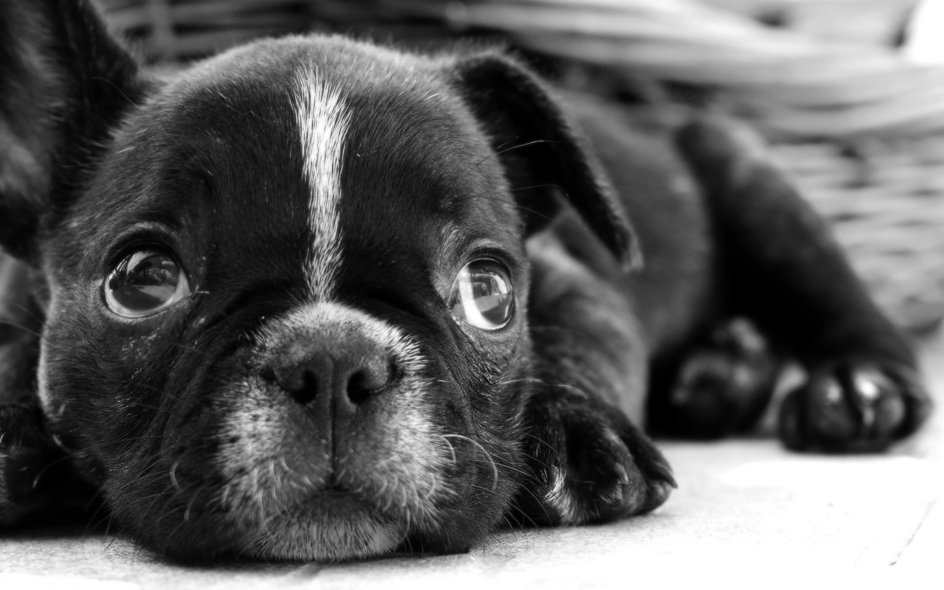 Картинки Бульдог, щенок, собака, черный белый, лицо, глаза, печаль фото и обои на рабочий стол