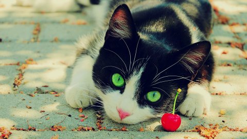 Кошка, глаза, вишня, пятнистый, красивый