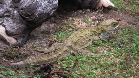 Sphenodon punctatus, рептилия, большой, ползание