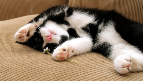 Кошка, сон, собака, пятнистый, лежа, ноги