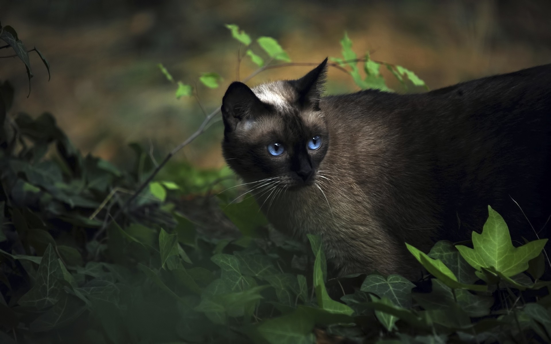 Картинки Кошка, сиамская, трава, голубоглазый, тень фото и обои на рабочий стол