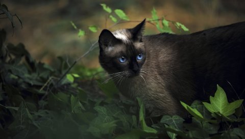 Кошка, сиамская, трава, голубоглазый, тень
