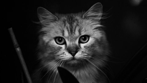 Кошка, морда, густой, черный белый, старый