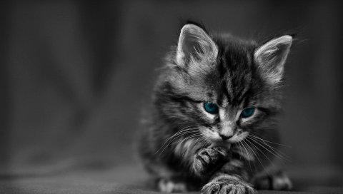 Котенок, голубоглазый, пушистый, кошка, мытье