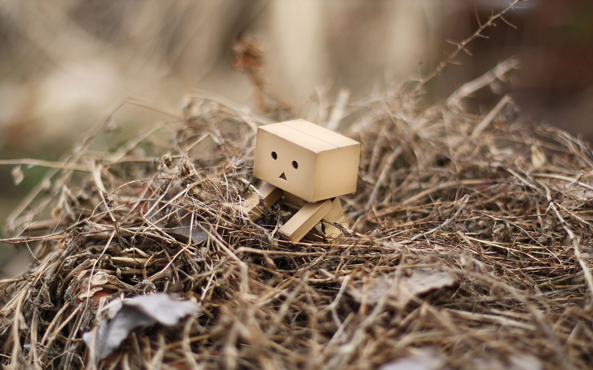 Картинки Danboard, box, man, hay, grass, dry, curiosity фото и обои на рабочий стол