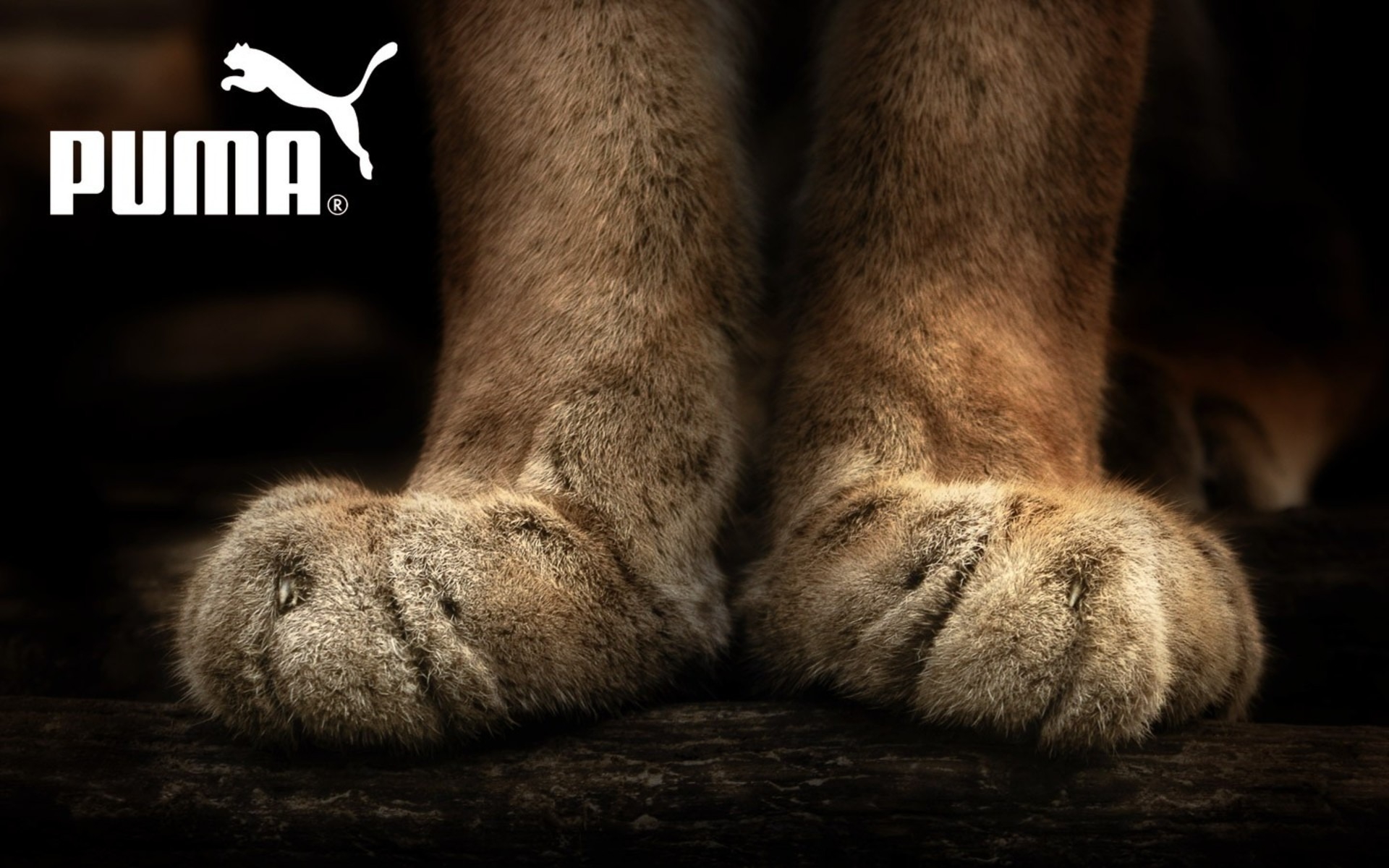 Картинки Puma, бренд, фирма, спорт, нога фото и обои на рабочий стол