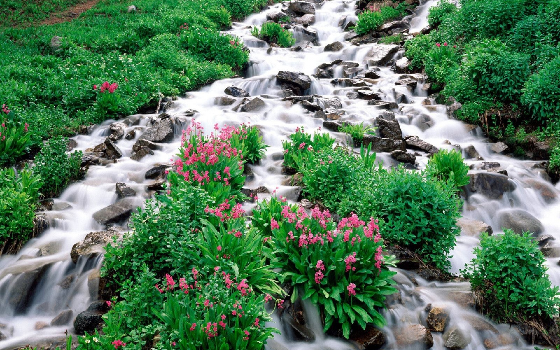Картинки Горная река, камни, зелень, цветы, растительность фото и обои на рабочий стол