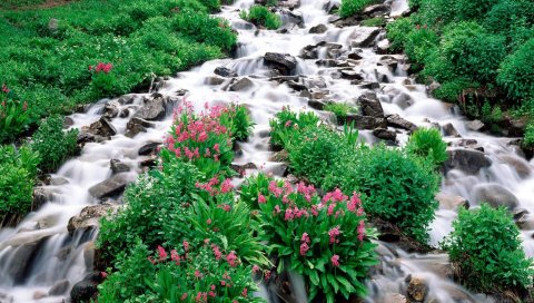 Горная река, камни, зелень, цветы, растительность